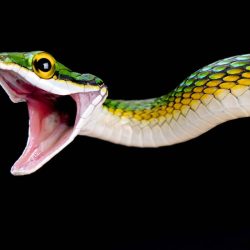 matthijs-kuijpers-cold-instinct-2