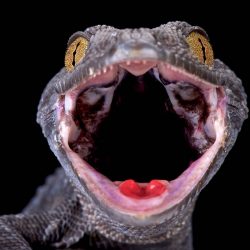 matthijs-kuijpers-cold-instinct-9