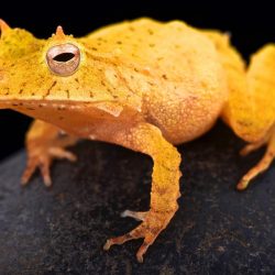 matthijs-kuijpers-cold-instinct-Ceratobatrachus-guentheri-