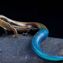 matthijs-kuijpers-cold-instinct-Chalcides-sexlineatus-