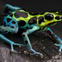 matthijs-kuijpers-cold-instinct-Ranitomeya-variablis-