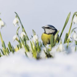 British-Wildlife-Photography-Awards-British-seasons-winner-by-Paul-Sawer-1