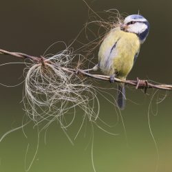 British-Wildlife-Photography-Awards-British-seasons-winner-by-Paul-Sawer-2