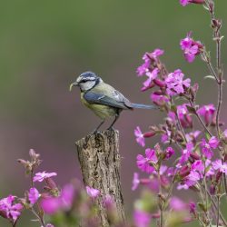 British-Wildlife-Photography-Awards-British-seasons-winner-by-Paul-Sawer-3