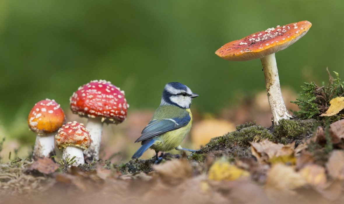 British-Wildlife-Photography-Awards-British-seasons-winner-by-Paul-Sawer-4