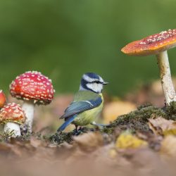 British-Wildlife-Photography-Awards-British-seasons-winner-by-Paul-Sawer-4