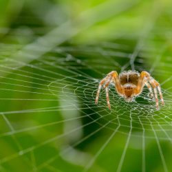 British-Wildlife-Photography-Awards-HIDDEN-britain-winner-by-Alan-Smith