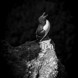 British-Wildlife-Photography-Awards-Under-12-winner-by-Ollie-Teasdale