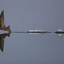British-Wildlife-Photography-Awards-animal-behaviour-winner-by-Robin-Chittenden