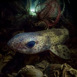 British-Wildlife-Photography-Awards-animal-portraits-winner-by-Mark-Kirkland