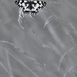 British-Wildlife-Photography-Awards-black-and-white-winner-by-Nicholas-Court-