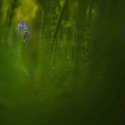 British-Wildlife-Photography-Awards-botanical-britain-winner-by-Jack-Mortimer-