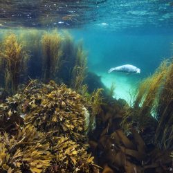 British-Wildlife-Photography-Awards-coast-and-marine-category-overall-winner-plus-scotland-winner-by-Alex-Mustard