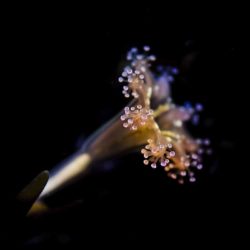 British-Wildlife-Photography-Awards-coast-and-marine-winner-for-england-by-Paul-Pettitt