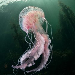 British-Wildlife-Photography-Awards-coast-and-marine-winner-for-northern-ireland-coast-of-ireland-by-Trevor-Rees