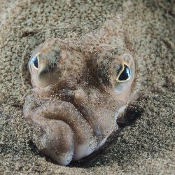 British-Wildlife-Photography-Awards-coast-and-marine-winner-for-wales