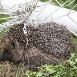 British-Wildlife-Photography-Awards-documentary-series-winner-by-Lawrie-Brailey-1