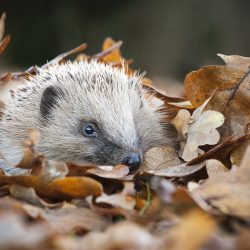 British-Wildlife-Photography-Awards-documentary-series-winner-by-Lawrie-Brailey-6
