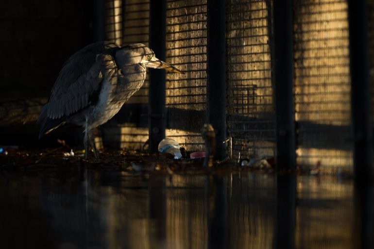 British-Wildlife-Photography-Awards-overall-winner-and-urban-category-by-Daniel-Trim