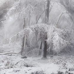 British-Wildlife-Photography-Awards-wild-woods-winner-by-Dave-Fieldhouse