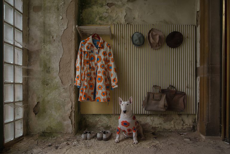 DE-NL-Animals-634881