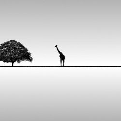 Giarbre-12x8-1030x687