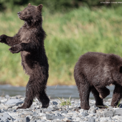 comedy-wildlife-meilleures-photos-animaux-2019-1-35