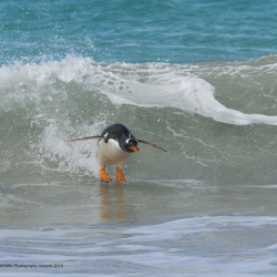 comedy-wildlife-meilleures-photos-animaux-2019-10