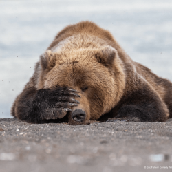 comedy-wildlife-meilleures-photos-animaux-2019-11