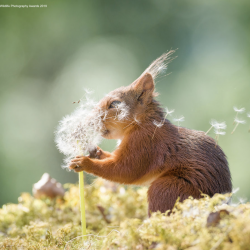 comedy-wildlife-meilleures-photos-animaux-2019-14