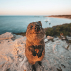comedy-wildlife-meilleures-photos-animaux-2019-16