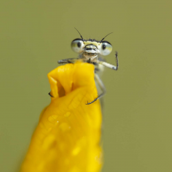 comedy-wildlife-meilleures-photos-animaux-2019-17