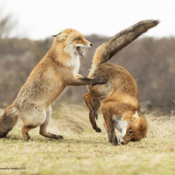 comedy-wildlife-meilleures-photos-animaux-2019-2