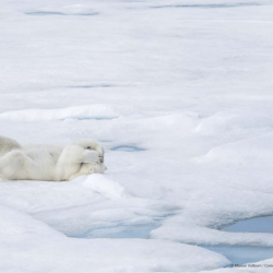 comedy-wildlife-meilleures-photos-animaux-2019-20