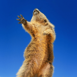 comedy-wildlife-meilleures-photos-animaux-2019-21