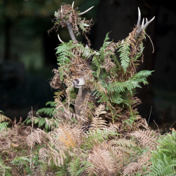 comedy-wildlife-meilleures-photos-animaux-2019-22