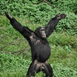 comedy-wildlife-meilleures-photos-animaux-2019-29