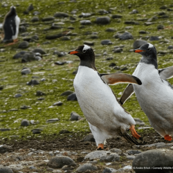 comedy-wildlife-meilleures-photos-animaux-2019-3
