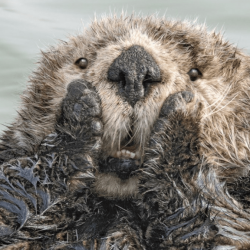 comedy-wildlife-meilleures-photos-animaux-2019-35