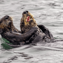 comedy-wildlife-meilleures-photos-animaux-2019-4