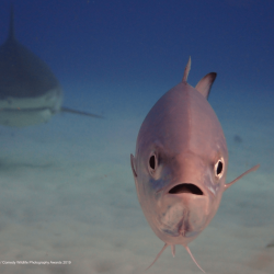 comedy-wildlife-meilleures-photos-animaux-2019-5