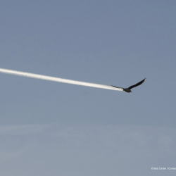 comedy-wildlife-meilleures-photos-animaux-2019-6