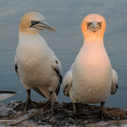 comedy-wildlife-meilleures-photos-animaux-2019-7