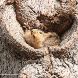comedy-wildlife-meilleures-photos-animaux-2019-8