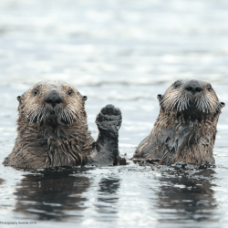 comedy-wildlife-meilleures-photos-animaux-2019-9