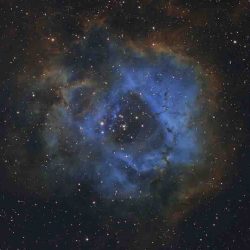 stellar-flower-c-davy-van-der-hoeven-young-winner-stellar-flower