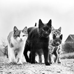 walter-chandoha-cats-photography-taschen-2