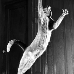 walter-chandoha-cats-photography-taschen-4