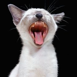 walter-chandoha-cats-photography-taschen-7