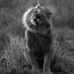 Gary-Herman-United-States-entry-Open-competition-Natural-World-Wildlife-2020-Sony-World-Photography-Awards